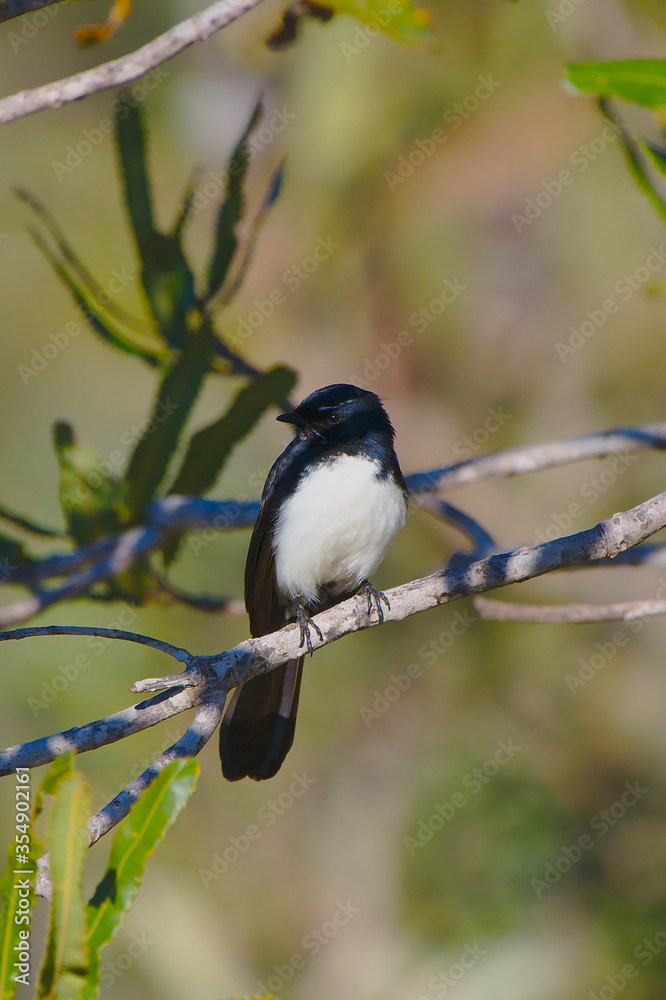 Obraz premium A willie wagtail - portrait