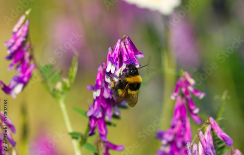 bumblebee on flower in macro