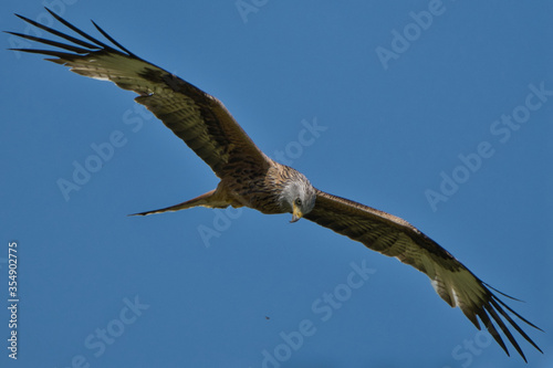 hawk eagle in flight against blue sky