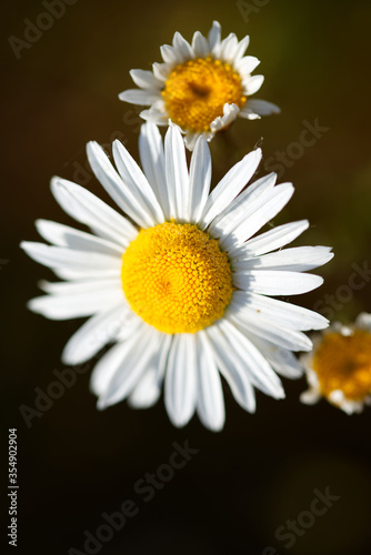 close up of daisy in macro
