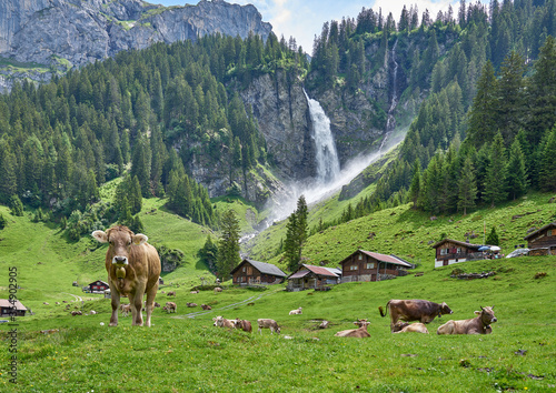 Foto Beautiful landscape panorama from Swiss Alps, with cows, waterfall, meadow and farm houses