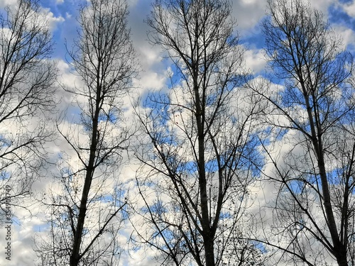 spring trees and cloudy sky