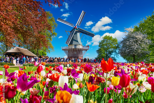 Canvas-taulu Blooming colorful tulips flowerbed in public flower garden with windmill