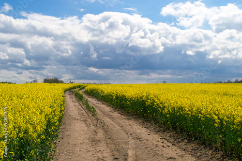 Fototapeta Naklejka Na Ścianę i Meble -  Dirt road through the yellow canola field, flowering plants closeup