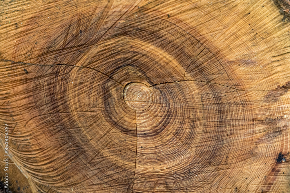 Fototapeta premium cross section of an old tree trunk