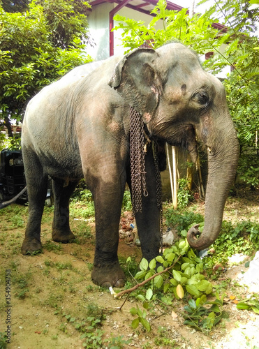 Elephant in Sri Lanka