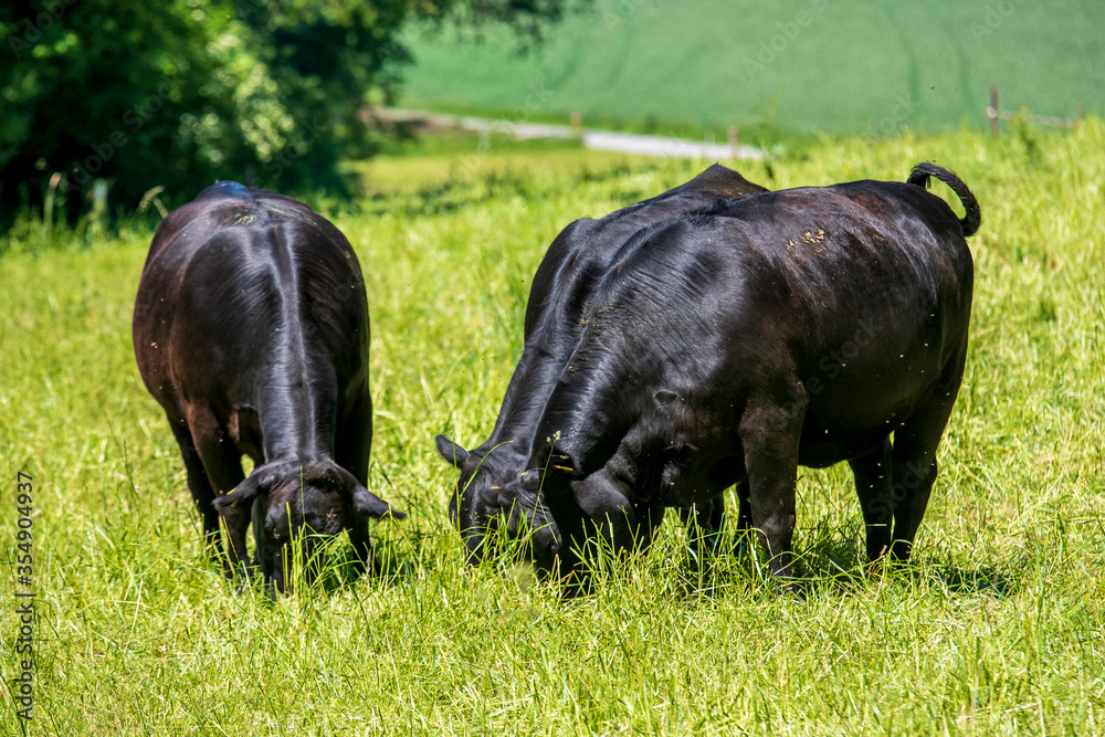 black young bulls grazing in the field black young bulls grazing in the field