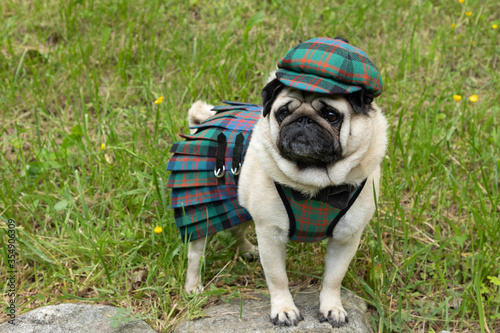 Cute pug dressed in Scottish Clan MacDonald tartan outfit including cap, harness and kilt, standing on rock with grassy hill in background