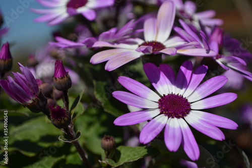 Purple close up