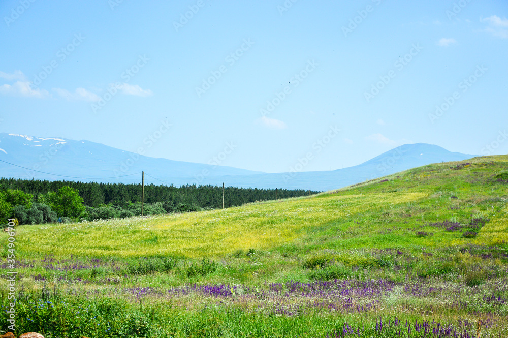Landscape with blue sky and green grass