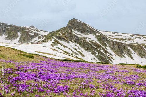 Blooming violet crocuses on a meadow against the backdrop of a high mountain peak with snowy slopes. Spring high mountain landscape. Rila Mountain  Seven Rila Lakes  Bulgaria. 