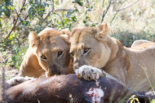 Two lions eating a buffalo calf they killed in Kruger Park