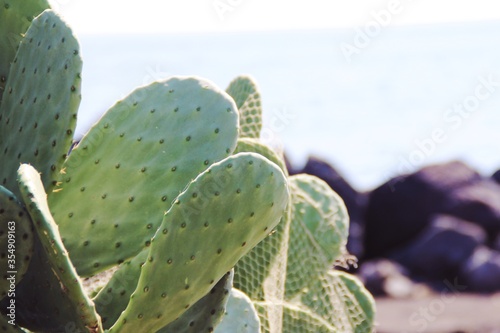 prickly pear cactus