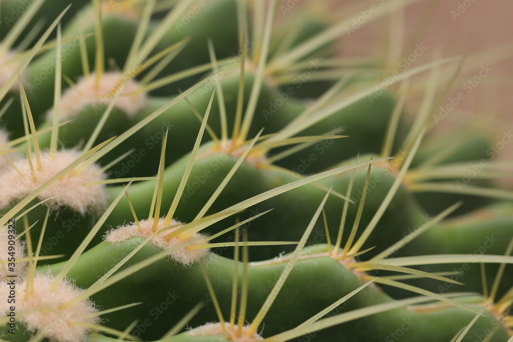 Close up of thorn, Cactus in the garden Close up of thorn, Cactus in the garden