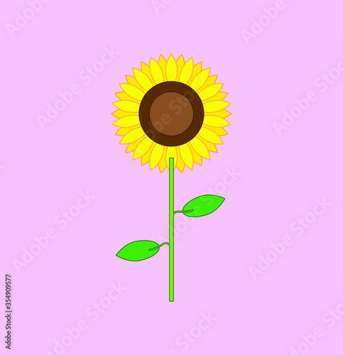 sunflower flower vector. illustration for web and mobile design.