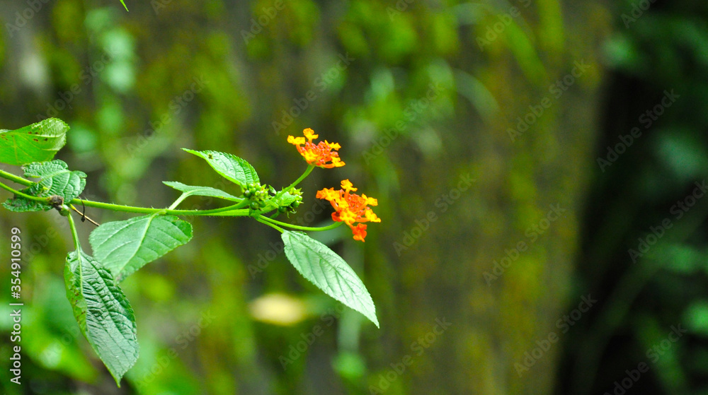 life is the flower for which love is the honey life is the flower for which love is the honey