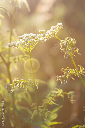 Weiße Blüten mit Lensflares im Hochsommer, Abendlicht photo