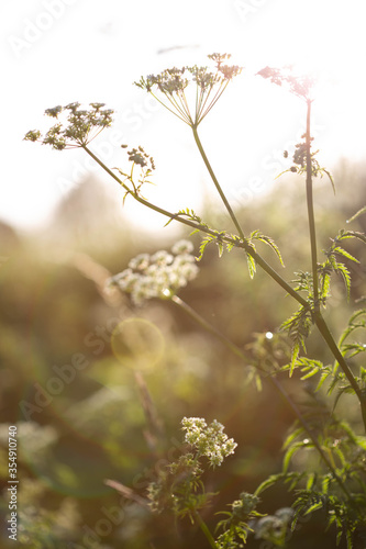 Weiße Blüten mit Lensflares im Hochsommer, Abendlicht © Bianca
