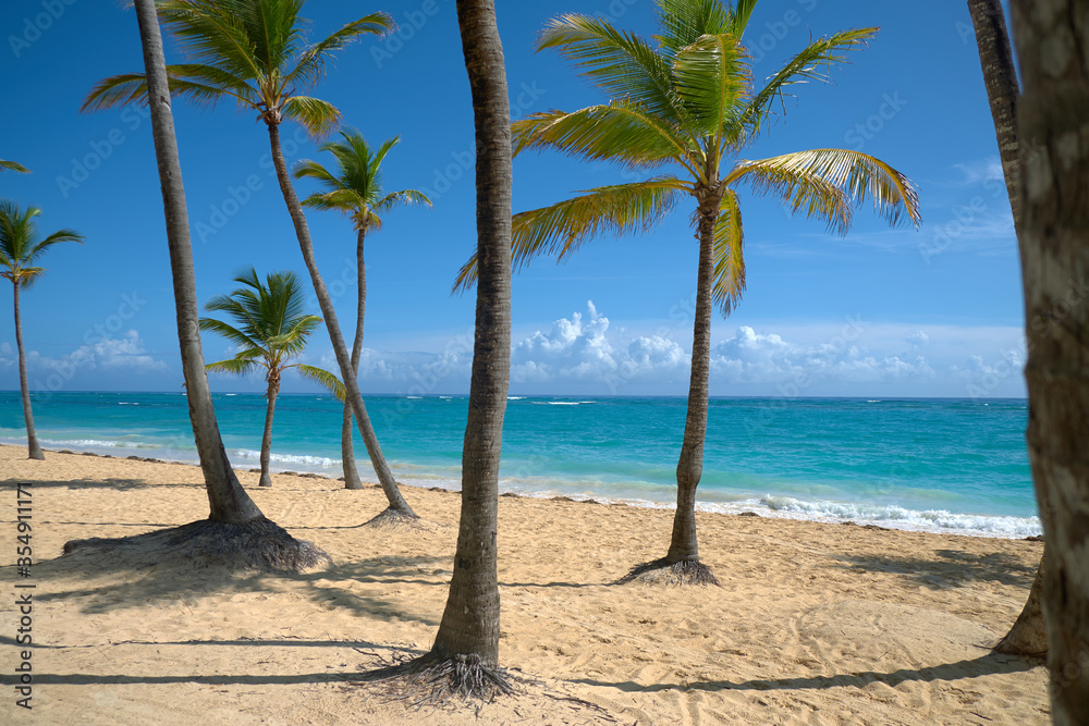 tropical beach with palm trees tropical beach with palm trees