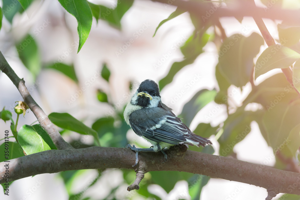 Fototapeta premium A chick of a Great tit has flown out of the nest and is sitting on a branch. Observation of birds living near a person