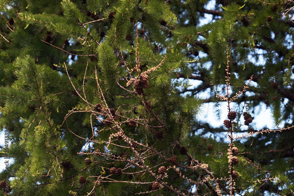 Fototapeta premium green prickly branches of a fur-tree or pine