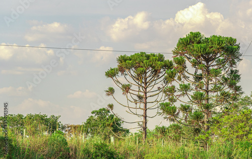 Rural landscape in southern Brazil and background araucaria pine trees photo