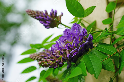 Obraz na plátně Purple flower of the Japanese wisteria floribunda in bloom