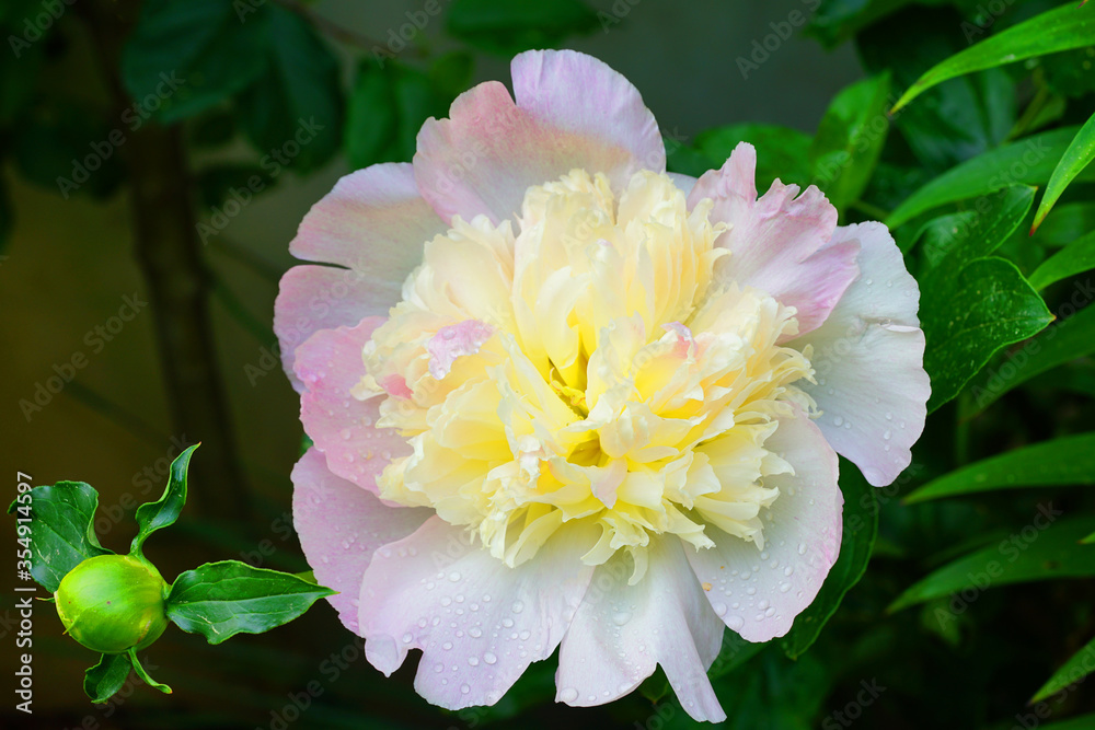Fragrant pink and yellow ruffled peony flower Fragrant pink and yellow ruffled peony flower