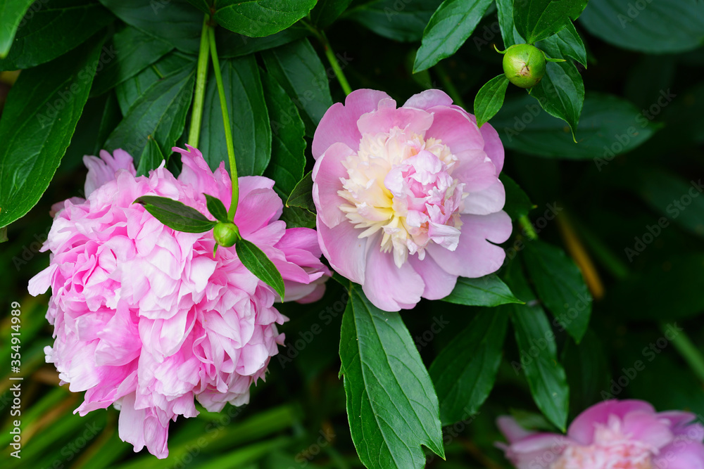 Fragrant pink and yellow peony sorbet flower in bloom Fragrant pink and yellow peony sorbet flower in bloom