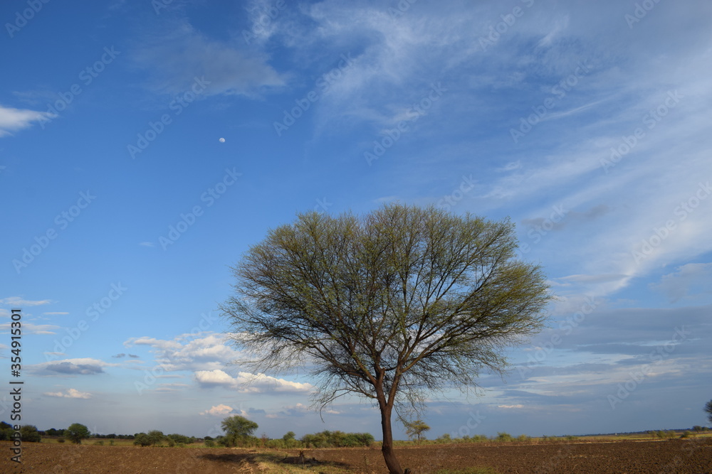 Obraz premium lonely tree in the field