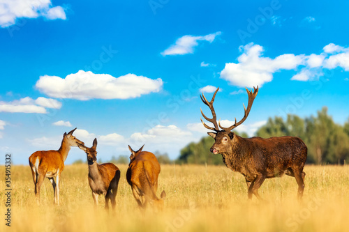 Red deer group with deer stag with big beautiful horns in autumn during sunny day. Autumn landscape with herd of deer. Cervus Elaphus. Natural habitat.
