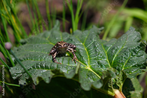 A frog on a large green leaf looks into the frame. © Nikita