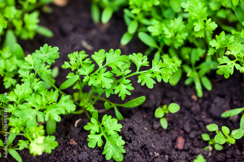 Green organic garden cress grows on soil.