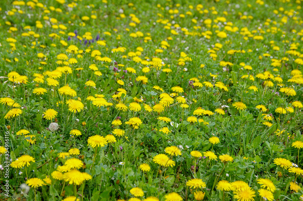 field full with dandelion flowers field full with dandelion flowers
