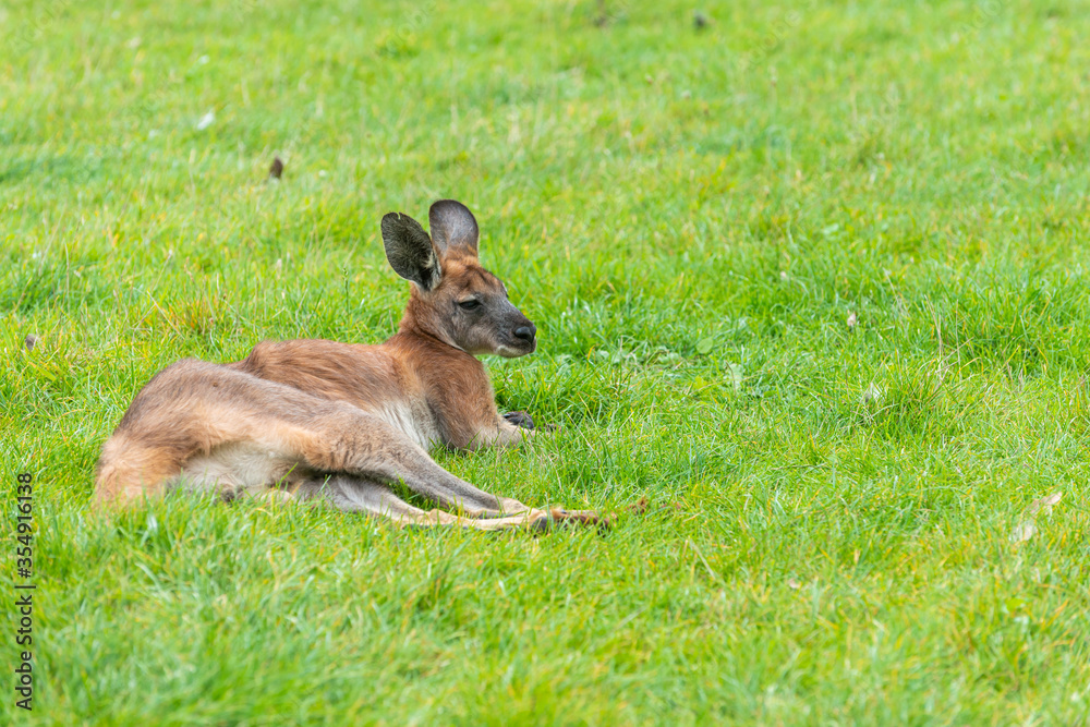 Red Kangaroo