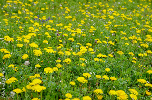 field full with dandelion flowers