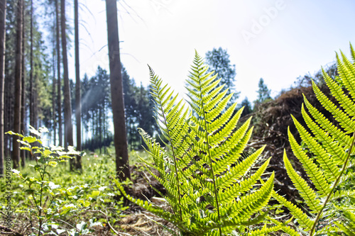 A green fern in the forest