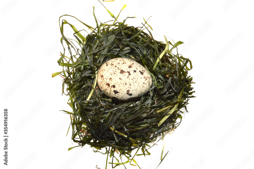 Obraz premium quail eggs isolated on white background