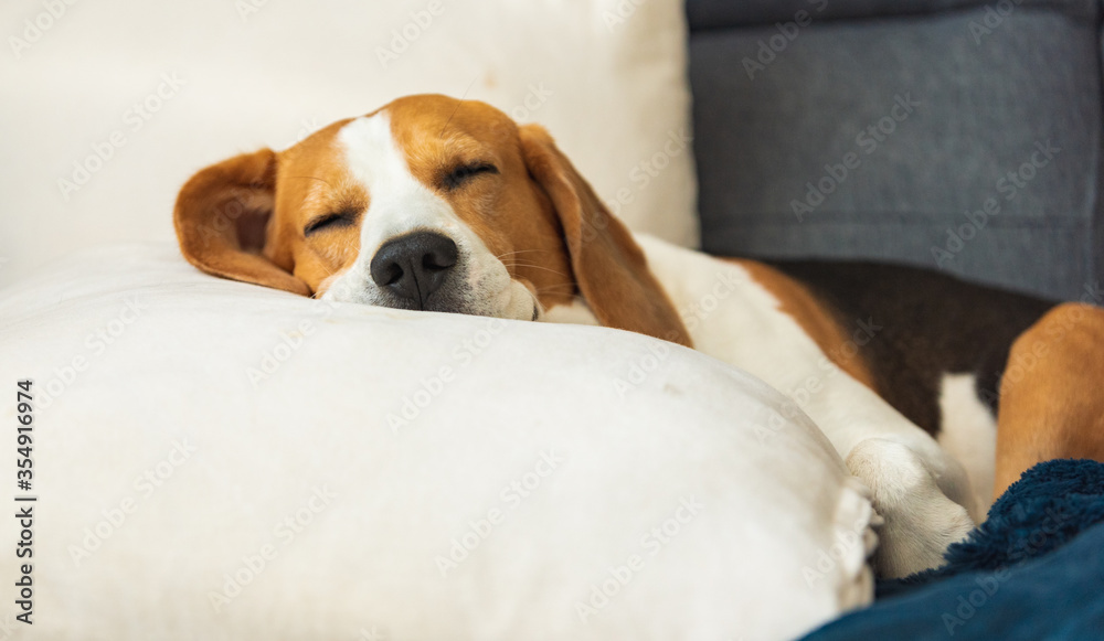 Beagle dog tired sleeps on a cozy sofa in fanny position. Beagle dog tired sleeps on a cozy sofa in fanny position.