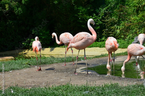 Beautiful group of flamingos with their long necks