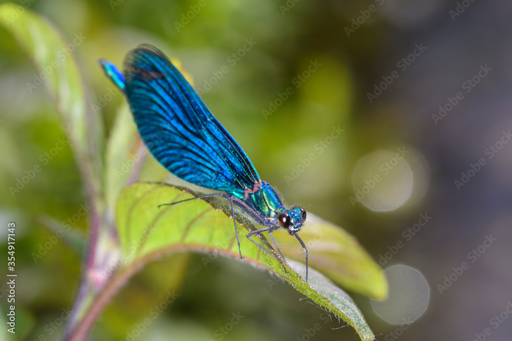 Blauflügel-Prachtlibelle in ihren natürlichen Habitat Blauflügel-Prachtlibelle in ihren natürlichen Habitat