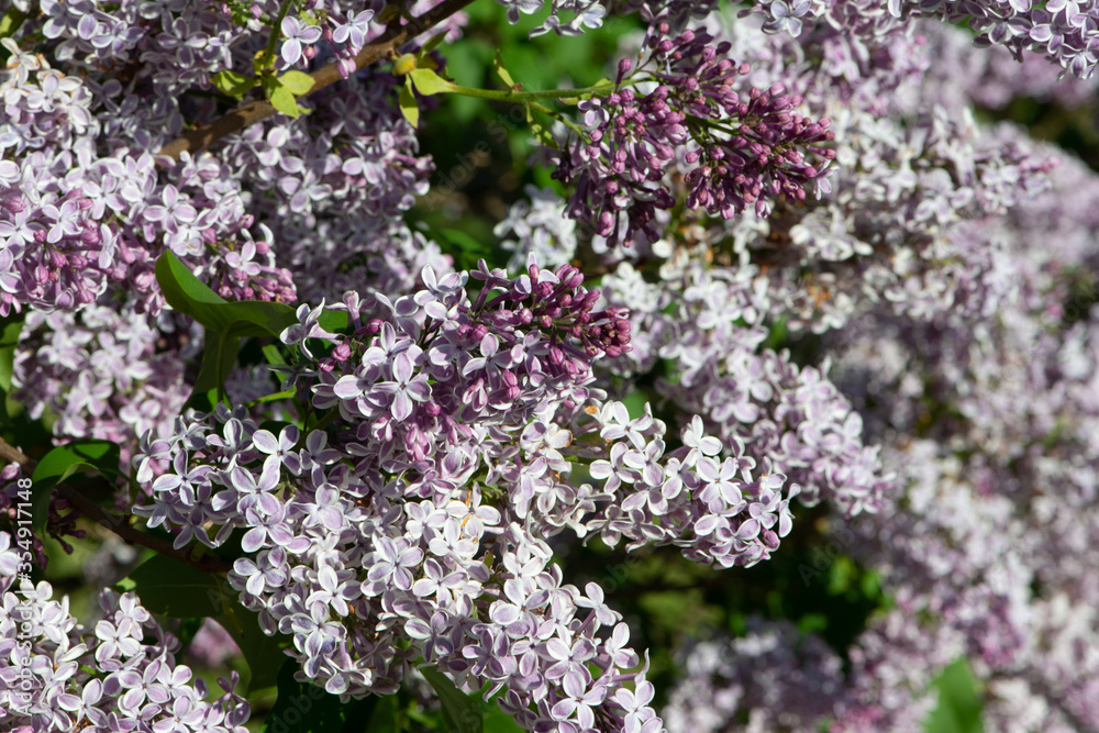 Violet lilac variety “Gaistosais Sapnis Violet lilac variety “Gaistosais Sapnis