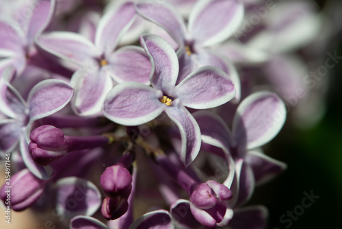 Violet lilac variety “Gaistosais Sapnis" flowering in a garden. Latin name: Syringa Vulgaris..