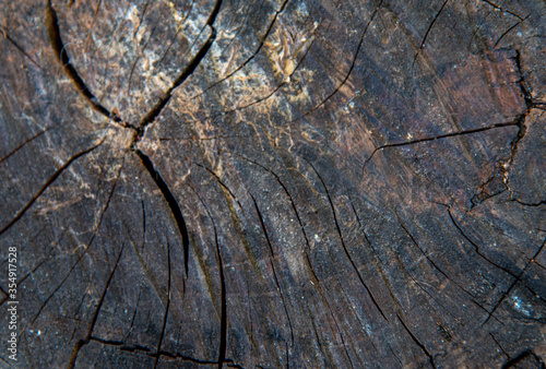 Timbaúva tree (Enterolobium contortisiliquum) wooden board texture