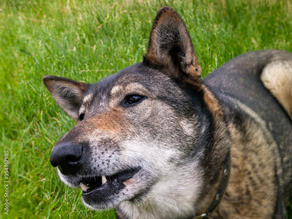 West Siberian Laika (related breed husky) with its mouth slightly open on the background of a green lawn. Close-up, narrow focus.