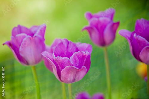 purple tulips in the garden unfocused for background