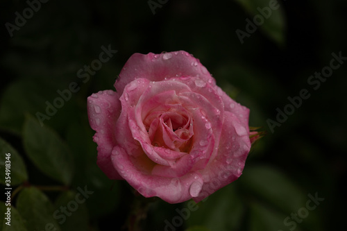 Small Pink Spring Flowering Patio Rose