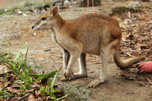 Little Kangaroo on Outdoor Zoo