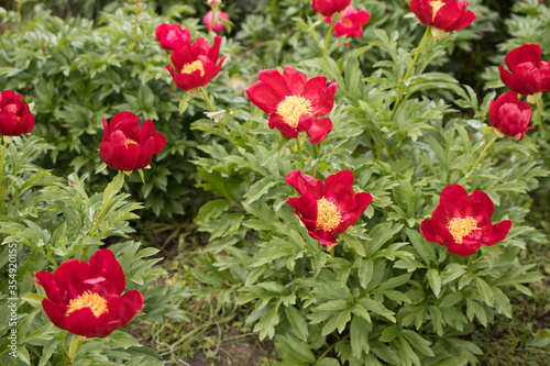 Field of flowering peonies, flowering red peonies in summer