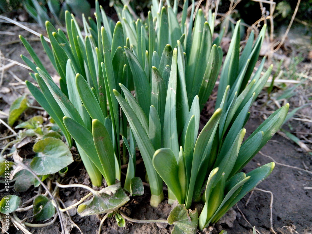 Obraz premium Green leaves of daffodils close-up on a flowerbed in spring